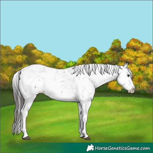 Horse Color:Liver Chestnut Sabino Splash Snowflake Varnish