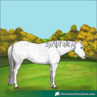 Horse Color:Liver Chestnut Sabino Splash Snowflake Varnish