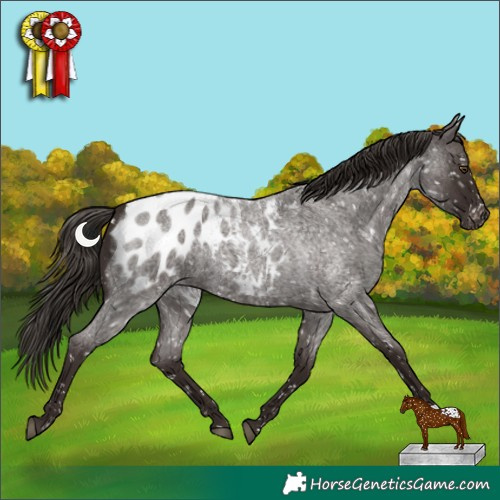 Horse Color:Liver Red Roan Appaloosa 