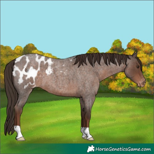 Horse Color:Liver Red Roan Appaloosa 