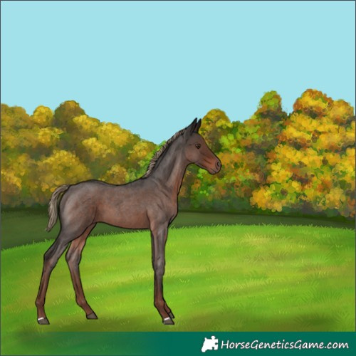 Horse Color:Liver Red Roan 