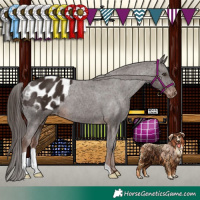 Horse Color:Liver Chestnut Appaloosa 