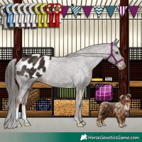 Horse Color:Liver Chestnut Appaloosa 