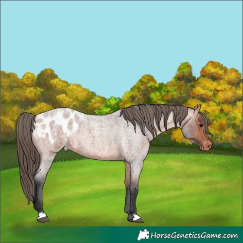 Horse Color:Bay Roan Appaloosa 