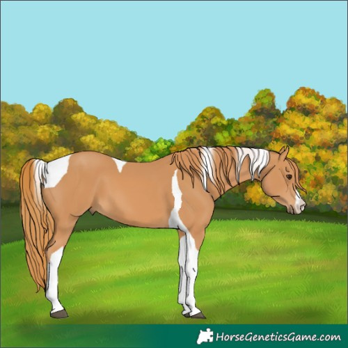 Horse Color:Chestnut Tobiano 