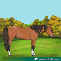 Horse Color:Bay Tobiano 
