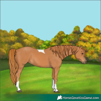 Horse Color:Chestnut Tobiano 