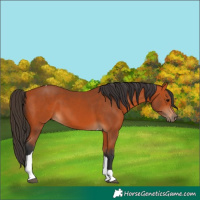 Horse Color:Bay Tobiano 