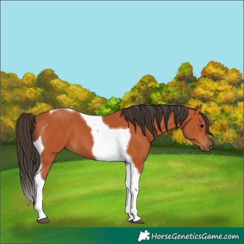 Horse Color:Bay Tobiano