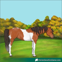 Horse Color:Bay Tobiano 