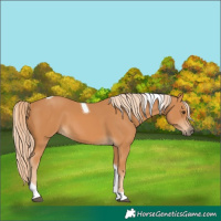 Horse Color:Chestnut Tobiano