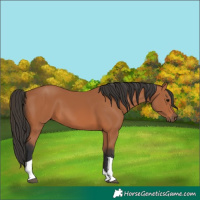 Horse Color:Bay Tobiano 