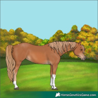 Horse Color:Chestnut Tobiano 