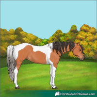Horse Color:Bay Tobiano 