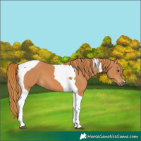 Horse Color:Chestnut Tobiano 