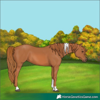 Horse Color:Chestnut Tobiano 