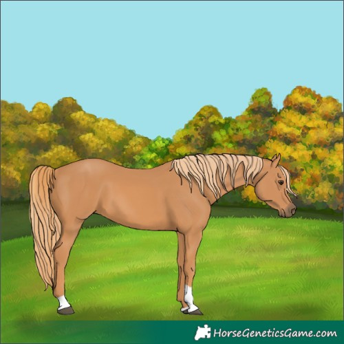 Horse Color:Chestnut Tobiano 
