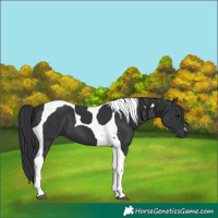 Horse Color:Black Tobiano 