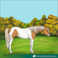 Horse Color:Palomino Tobiano 