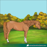 Horse Color:Chestnut Tobiano 