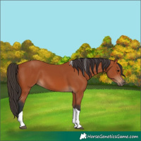 Horse Color:Bay Tobiano 