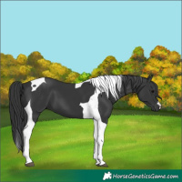Horse Color:Black Tobiano 