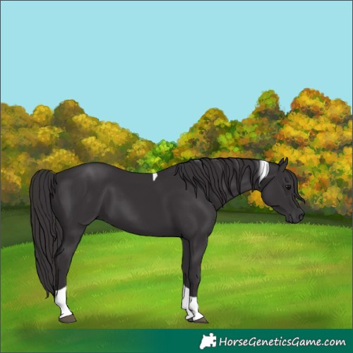 Horse Color:Smoky Black Tobiano 
