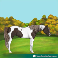 Horse Color:Liver Chestnut Tobiano 