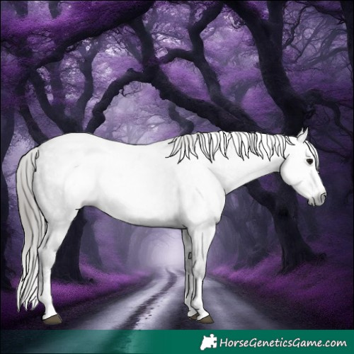 Horse Color:Gray Black Sabino Splash Appaloosa 