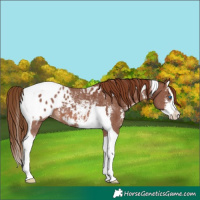 Horse Color:Chestnut Sabino Splash Tobiano Appaloosa 