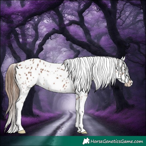 Horse Color:Chestnut Sabino Splash Near Leopard