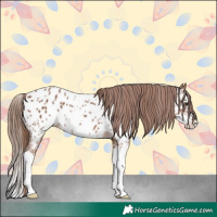 Horse Color:Chestnut Sabino Splash Appaloosa 