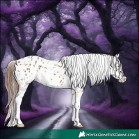 Horse Color:Chestnut Sabino Splash Appaloosa 