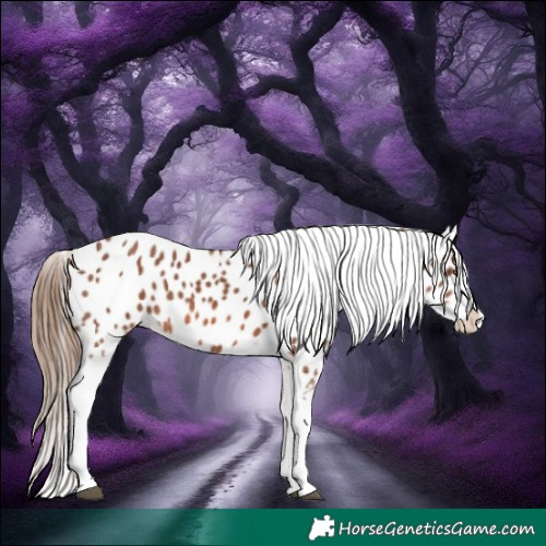 Horse Color:Chestnut Sabino Splash Appaloosa 