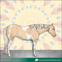 Horse Color:Gold Cream Champagne Dun Tobiano 
