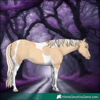 Horse Color:Gold Cream Champagne Dun Tobiano 
