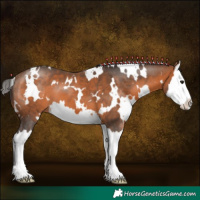 Horse Color:White Spotted Bay Splash