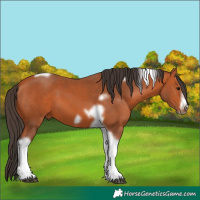 Horse Color:Bay Tobiano Frame 