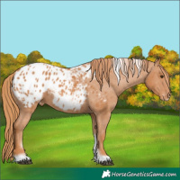 Horse Color:Chestnut Tobiano Frame Appaloosa