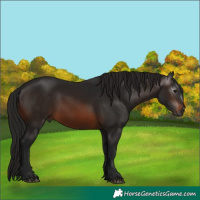 Horse Color:Gray Brown 
