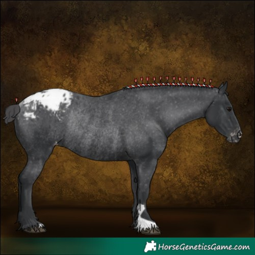 Horse Color:Black Appaloosa Rabicano 