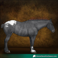 Horse Color:Black Appaloosa Rabicano