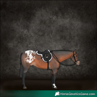 Horse Color:Brown Appaloosa 