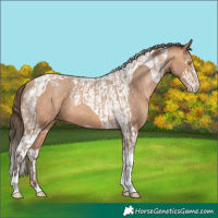 Horse Color:Amber Champagne Sabino Tobiano Appaloosa and Amber Champagne Sabino Tobiano Appaloosa