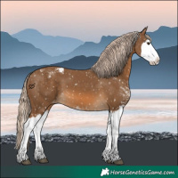Horse Color:Chocolate Palomino Sabino Splash Appaloosa 