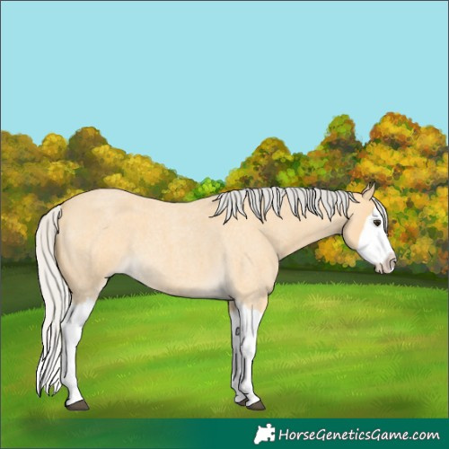 Horse Color:Silver Buckskin Roan Splash 
