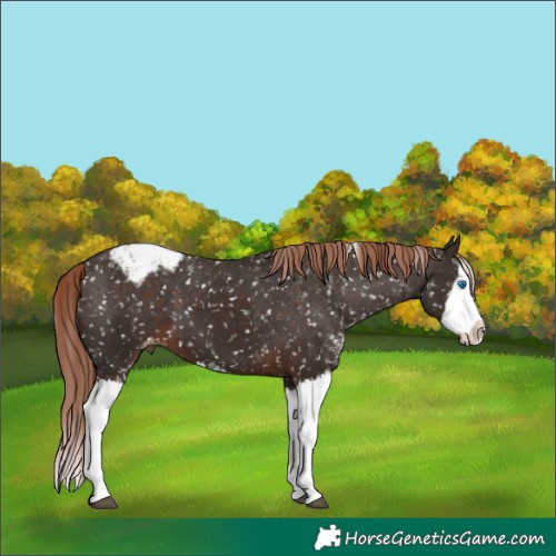 Horse Color:Liver Chestnut Sabino Splash Appaloosa 