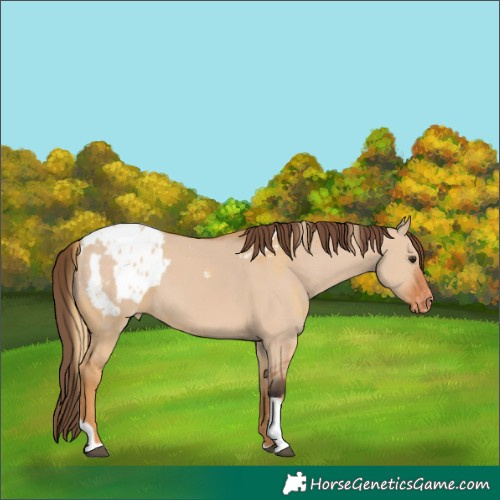 Horse Color:Red Dun Appaloosa  and Bay Dun Appaloosa 