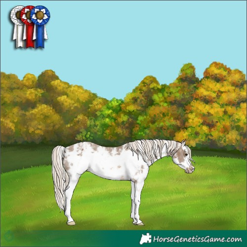Horse Color:Chocolate Palomino Sabino Splash Frame Varnish