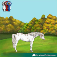 Horse Color:Chocolate Palomino Sabino Splash Frame Appaloosa 